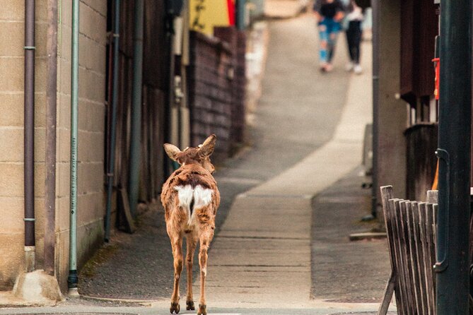 1-Day Private Sightseeing Tour in Hiroshima and Miyajima Island - The guides make the biggest difference
