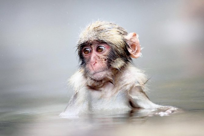 1-Day Snow Monkeys & Snow Fun in Shiga Kogen Tour - Why this day works as a Nagano winter outing