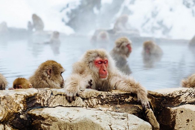 1-Day Snow Monkeys & Snow Fun in Shiga Kogen Tour - Shiga Kogen snow fun, not a ski lesson