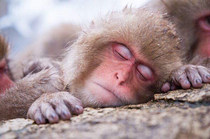 1-Day Snow Monkeys, Zenko-ji Temple & Sake in Nagano - Sake tasting near Zenko-ji