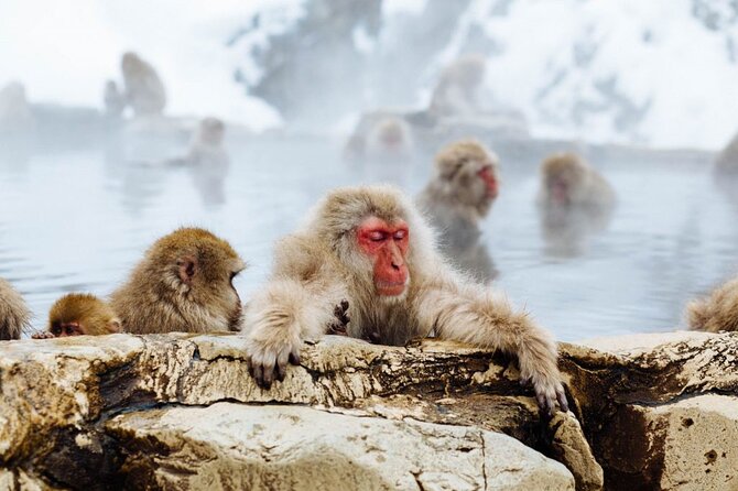 1-Day Snow Monkeys, Zenko-ji Temple & Sake in Nagano - What you will see at the monkey park