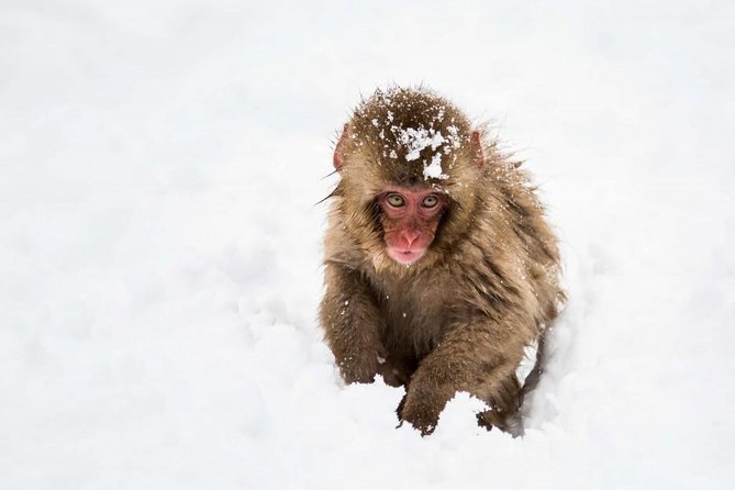 1-Day Snow Monkeys, Zenko-ji Temple & Sake in Nagano - How to prepare for the day