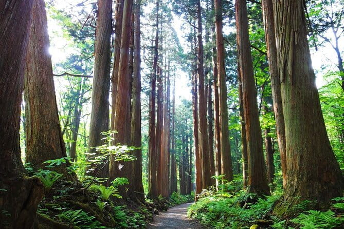 1-Day Togakushi Tour: Soba making, Ninja Town, and Hidden Shrines - The Ninja Museum and the puzzle-filled Trick House