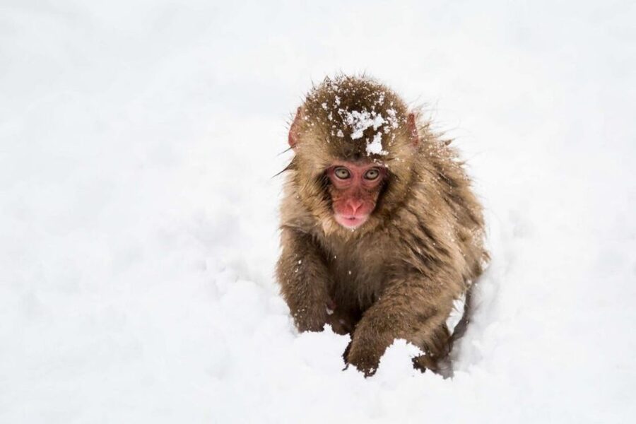 1 Day Tour: Snow Monkeys & Snow Fun in Shiga Kogen - Key things to know before booking