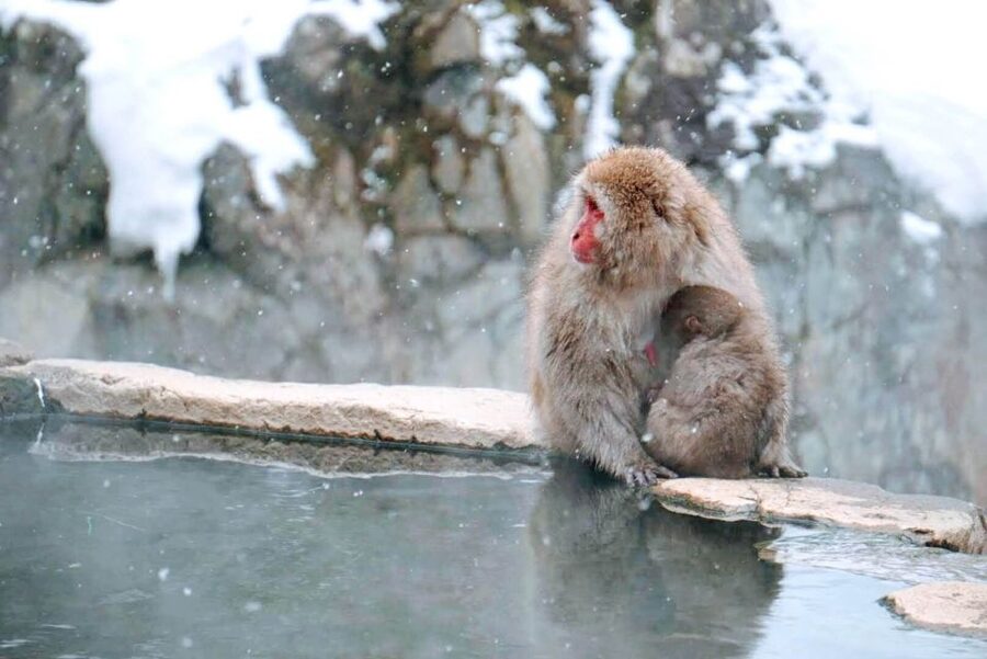 1 Day Tour: Snow Monkeys & Snow Fun in Shiga Kogen - Apple pie, souvenirs, and the return drive