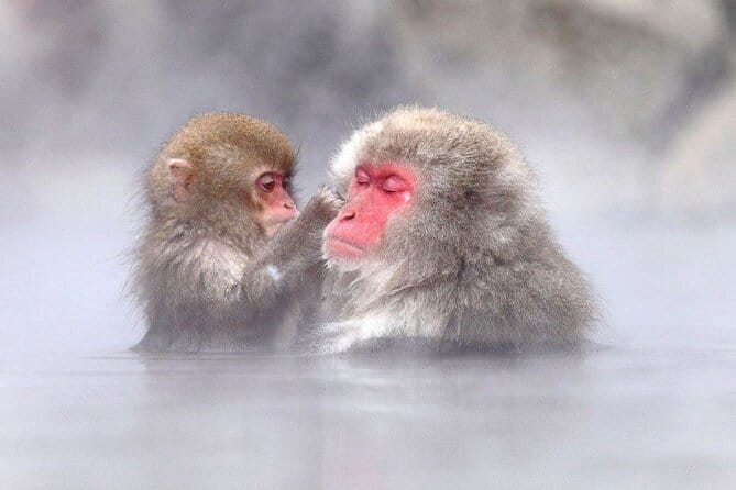 1-Day Winter Tour From Nozawa Onsen: Snow Monkeys, Zenko-ji Temple & Sake - Entering the 1,400-year story of Zenko-ji Temple