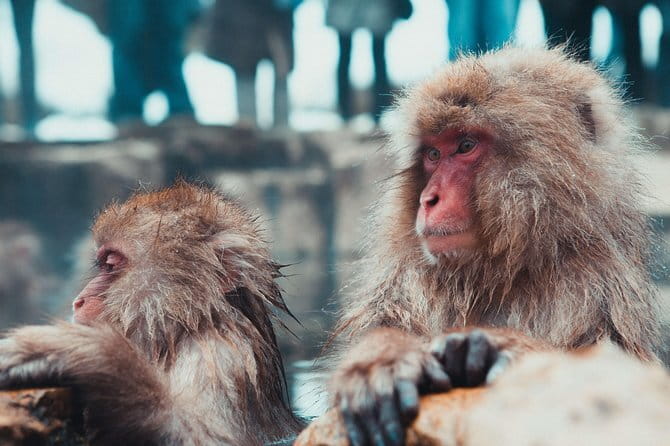 1-Day Winter Tour From Nozawa Onsen: Snow Monkeys, Zenko-ji Temple & Sake - Finishing with Nagano sake