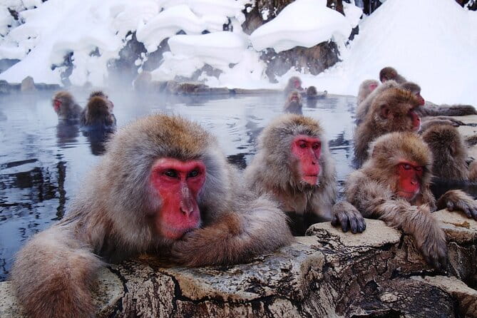 1-Day Winter Tour From Nozawa Onsen: Snow Monkeys, Zenko-ji Temple & Sake - Who should book this winter tour?