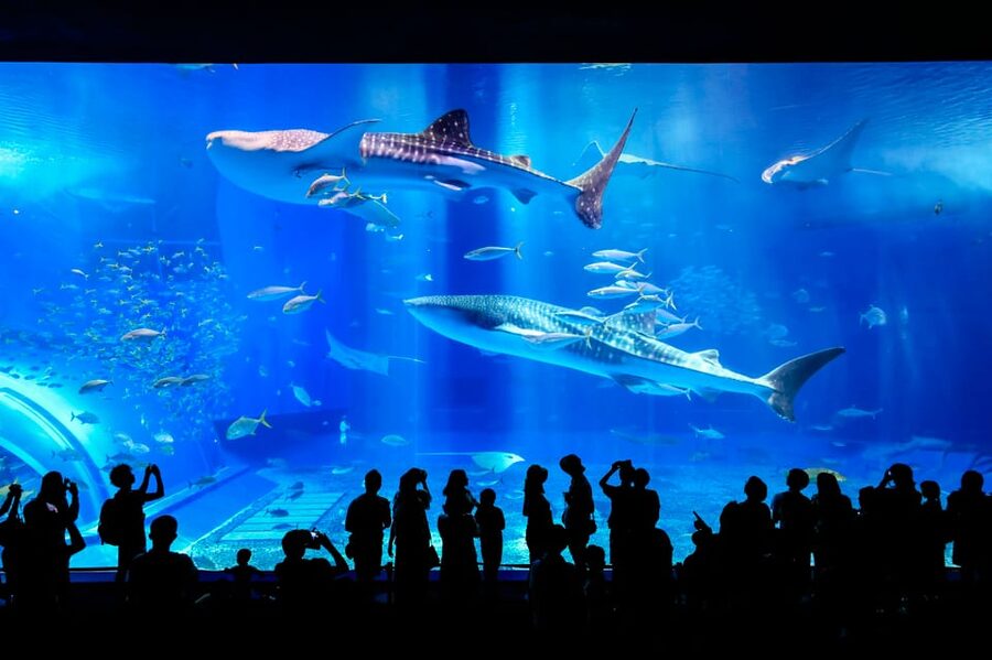<1Dya Tour>Churaumi Aquarium, Cape Manzamo, American Village - Who will enjoy this tour most