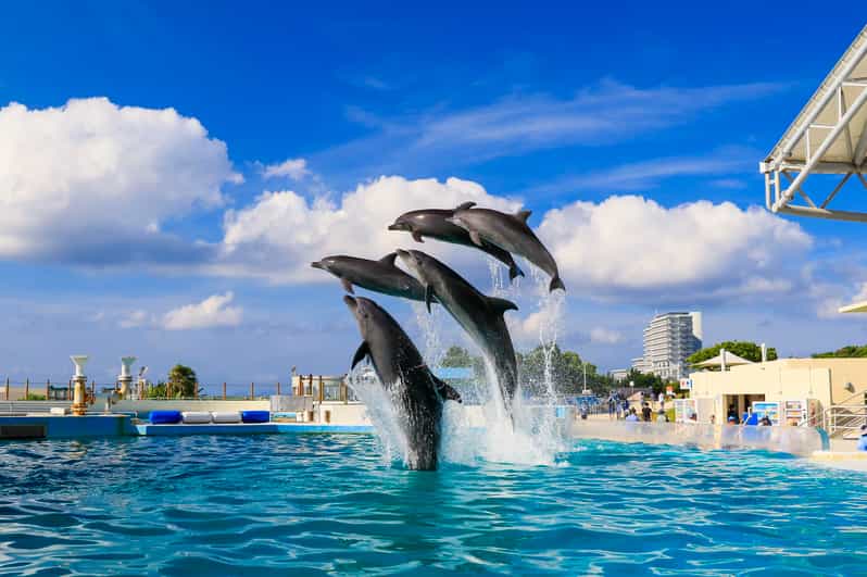 <1Dya Tour>Churaumi Aquarium, Cape Manzamo, American Village - A long Okinawa day with a useful route