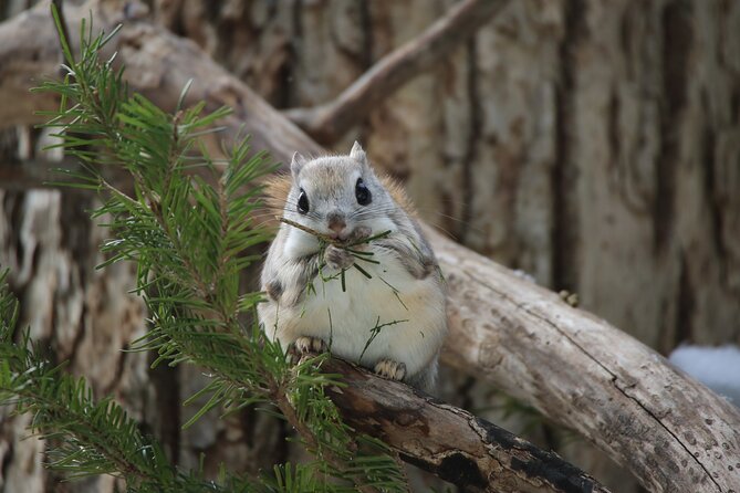 3.5hours Primeval Forest Snowshoe hike and Wildlife Watching Tour - Key Points to Know Before You Go