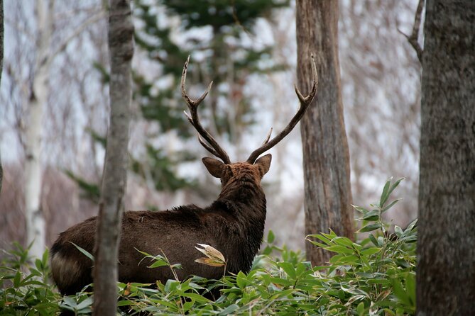 3.5hours Primeval Forest Snowshoe hike and Wildlife Watching Tour - Sea Ice and the Shiretoko Mountains