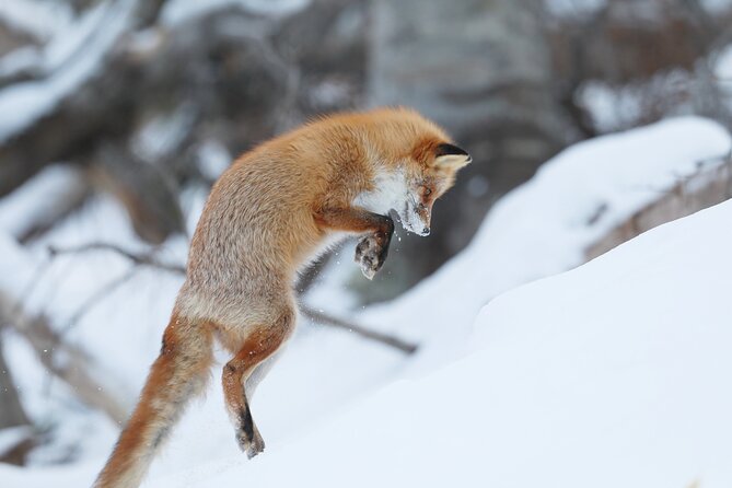 3.5hours Primeval Forest Snowshoe hike and Wildlife Watching Tour - Following Paths Made by Wild Animals