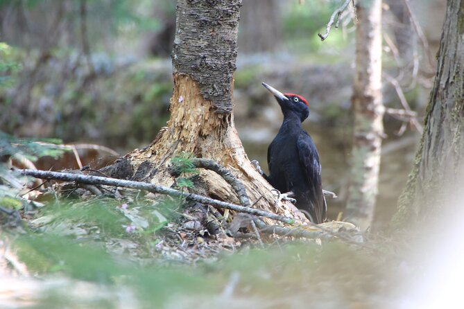 3hours Primeval Forest and Stunning Views of Cliff Trekking Tour - What the three-hour route offers