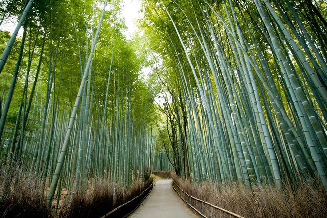 Afternoon Kyoto Bike Tour: Bamboo Forest, Monkeys & Hidden Spots - Key points at a glance