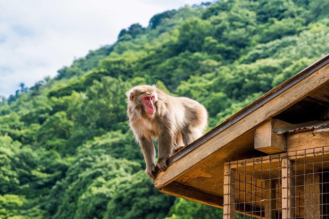Afternoon Kyoto Bike Tour: Bamboo Forest, Monkeys & Hidden Spots - Bamboo Forest Street after the crowds