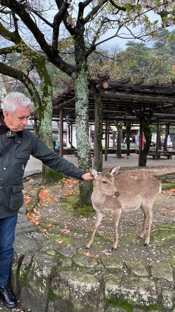 Amazing Hiroshima: Private City Tour with a Local Guide - Should you book it?