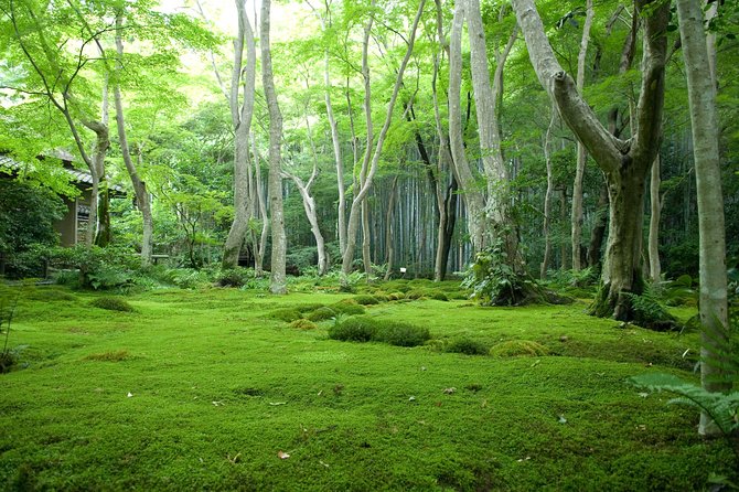 Arashiyama Bamboo Forest E-Biking Tour - What the 25-kilometer ride feels like