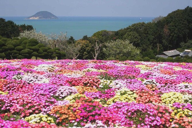 Colors of Japan, Fukuoka Nokonoshima Island Park & Wagyu BBQ - Flowers, rabbits, goats, and the old village