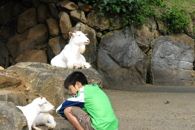 Colors of Japan, Fukuoka Nokonoshima Island Park & Wagyu BBQ - What the guiding adds to the day