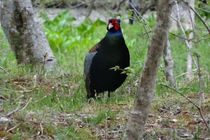 Easygoing Nature Walk in Hakone Tour - A gentle way to see Hakone’s living side