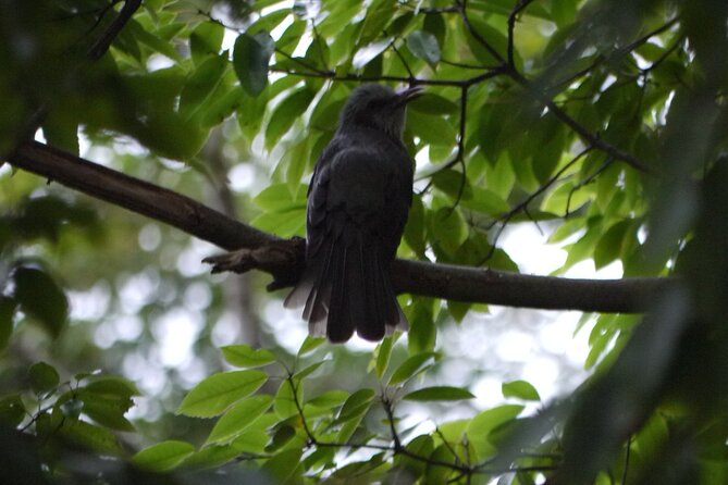 Easygoing Nature Walk in Hakone Tour - Who will enjoy this nature walk most