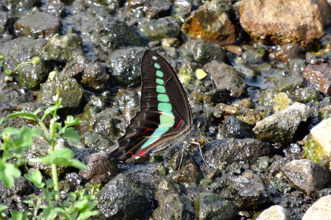 Easygoing Nature Walk in Hakone Tour - What to bring for a comfortable morning