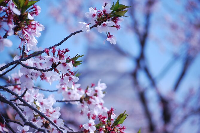 Explore Himeji Castle a Guided Walking Tour - Starting at Himeji Station