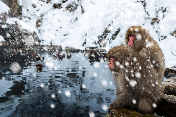 Explore Jigokudani Snow Monkey Park with a Local Guide - Why the monkeys make this Nagano trip special