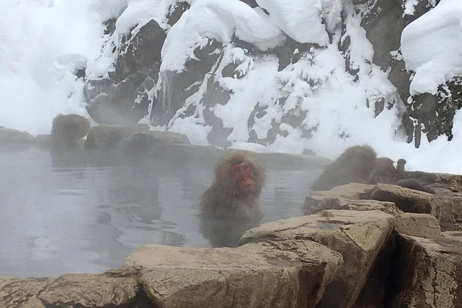 Explore Jigokudani Snow Monkey Park with a Local Guide - Meeting at Yudanaka Station and getting started