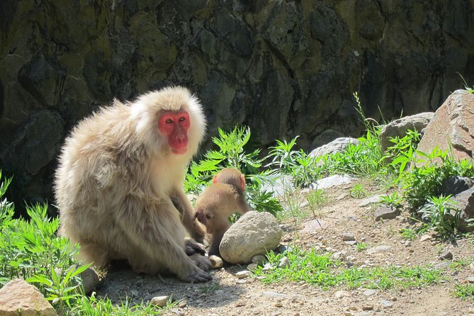 Explore Jigokudani Snow Monkey Park with a Local Guide - Local sake, beer, and the taste of the area