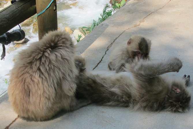 Explore Jigokudani Snow Monkey Park with a Local Guide - Ending with a soak for tired feet