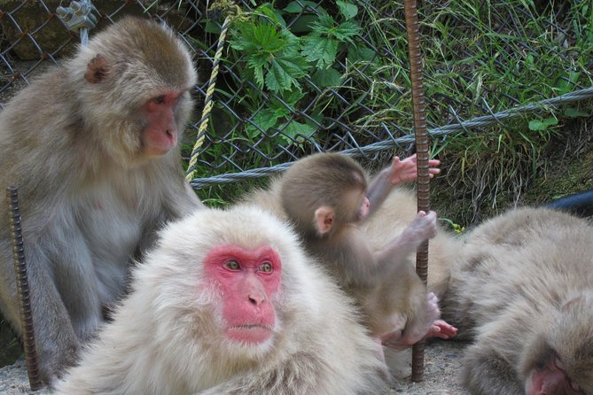 Explore Jigokudani Snow Monkey Park with a Local Guide - Timing, group size, and physical effort