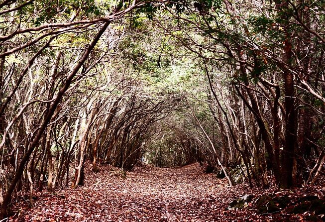 Explore Mt. Fuji Ice Cave in Aokigahara Forest - Why this Mt. Fuji cave feels different