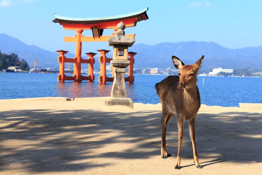 From Hiroshima: Hiroshima & Miyajima 1 Day Tour with Lunch - Who will get the most from this tour?