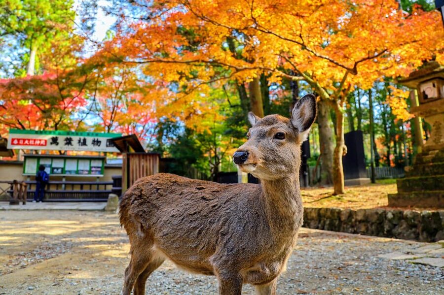 From Kyoto: Nara Guided Morning Tour - Nara Park and the deer