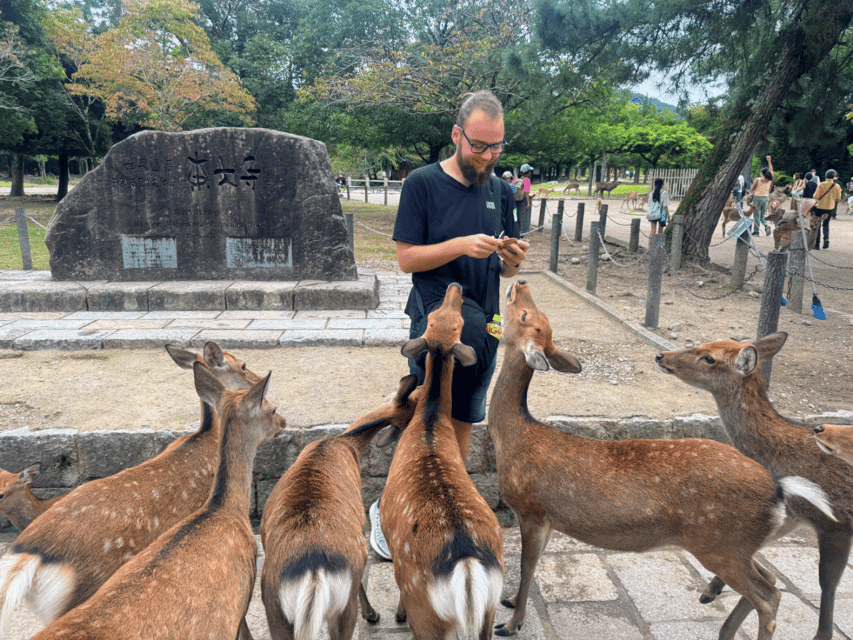 From Kyoto: Nara Guided Morning Tour - Who should book this Nara tour