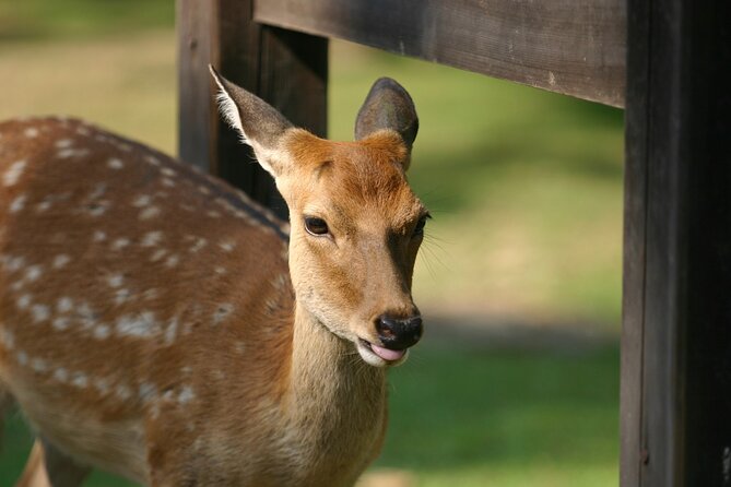 From Kyoto: Nara History Guided Half Day Bus Tour with lunch - Nara Park and the famous deer