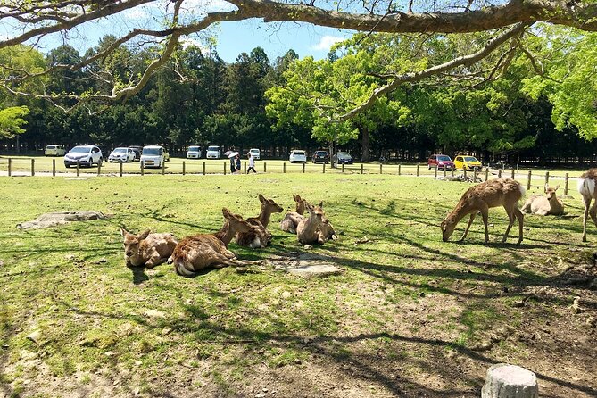 From Kyoto: Nara History Guided Half Day Bus Tour with lunch - What the guide adds