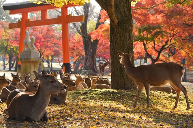 From Kyoto: Nara History Guided Half Day Bus Tour with lunch - Pace, crowds, and the limits of five and a half hours