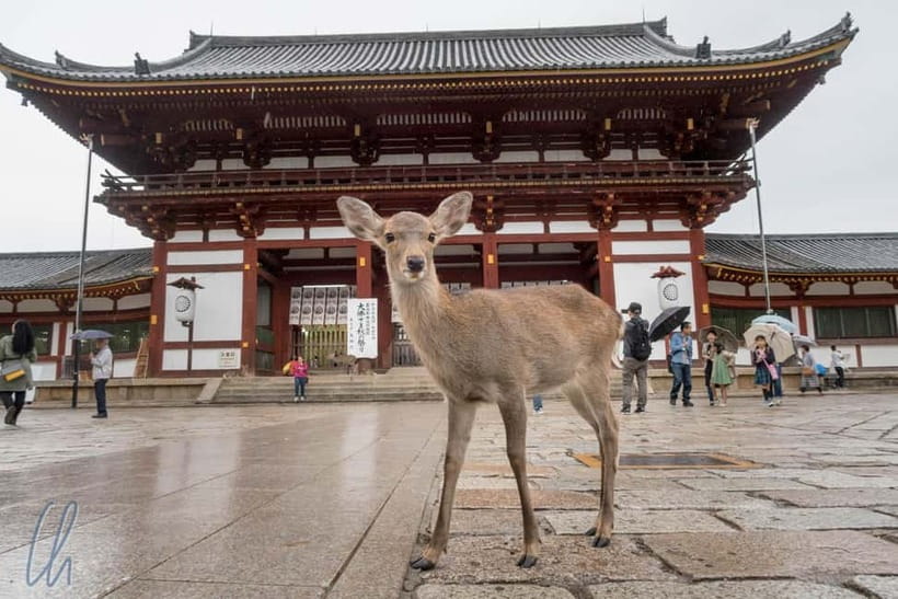 From Kyoto: Nara, Osaka & Kobe Day Trip – 3 Cities in 1 Day - Nara Park: deer, temples, and room to breathe
