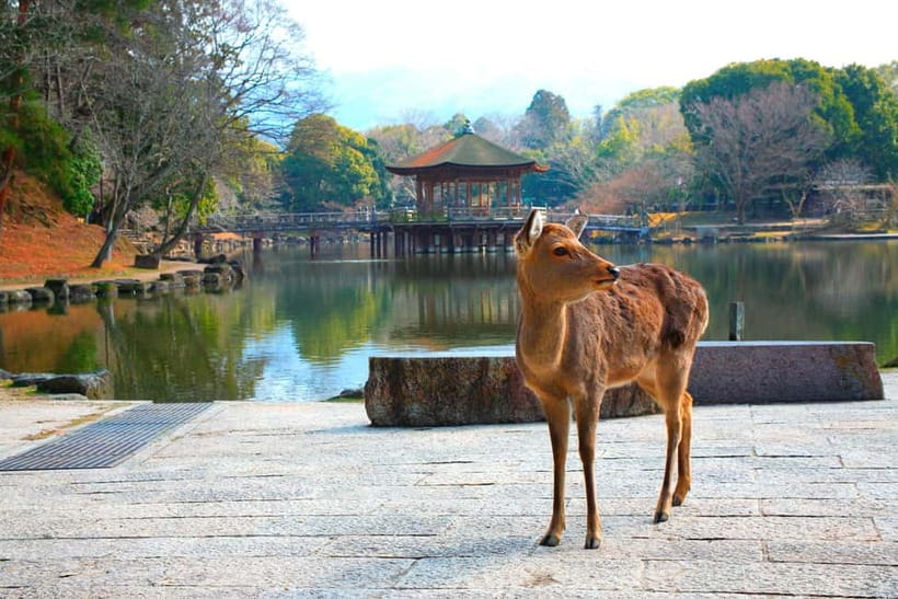 From Kyoto: Nara, Osaka & Kobe Day Trip – 3 Cities in 1 Day - Starting early outside Hotel Keihan Kyoto Grande