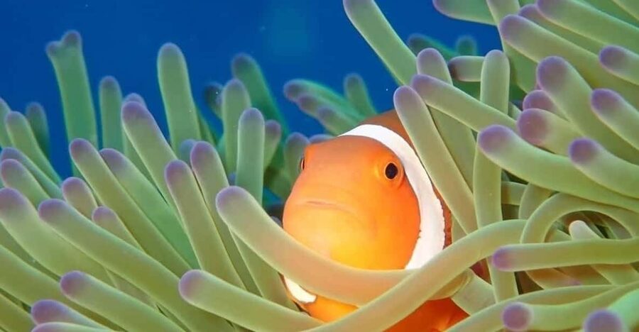 From Naha Scuba Diving Trip in Kerama(for certified divers) - Kerama’s clear water is worth the early start