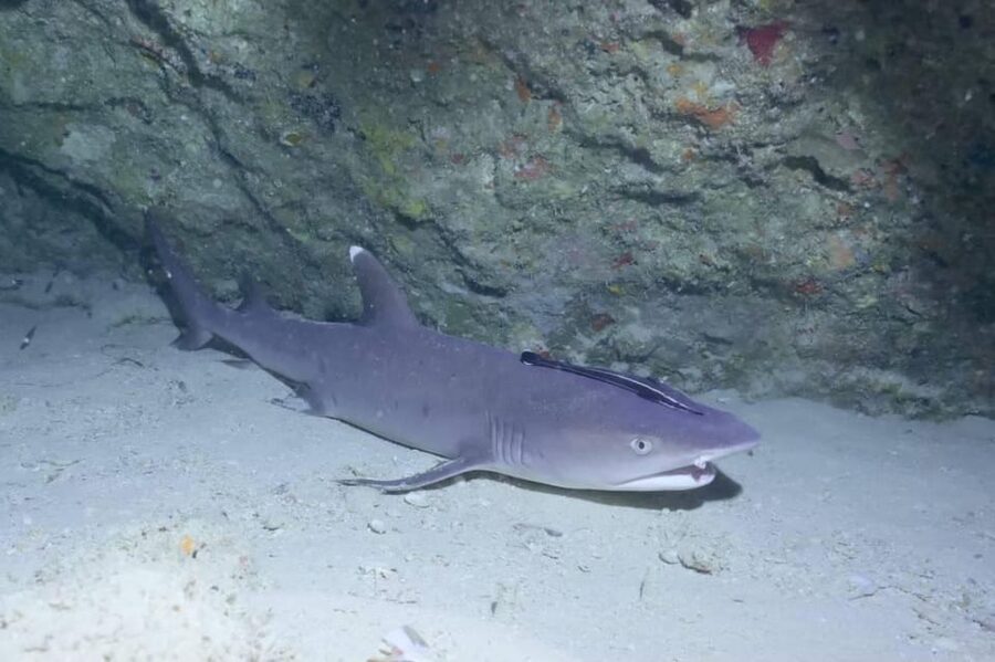From Naha Scuba Diving Trip in Kerama(for certified divers) - Should you book the Kerama day trip?