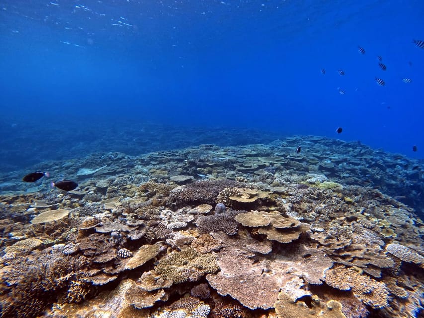 From Naha Scuba Diving Trip in Kerama(for certified divers) - What the $206 price really covers