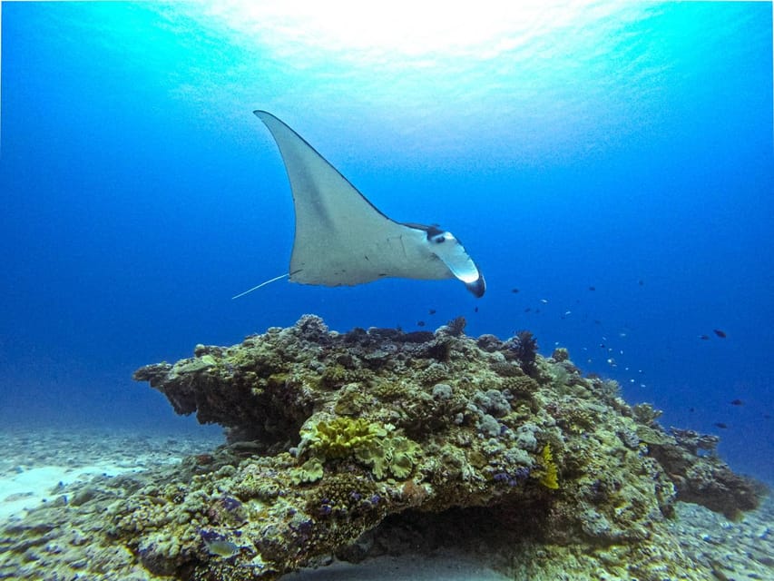 From Naha Scuba Diving Trip in Kerama(for certified divers) - Practical details that make the morning easier