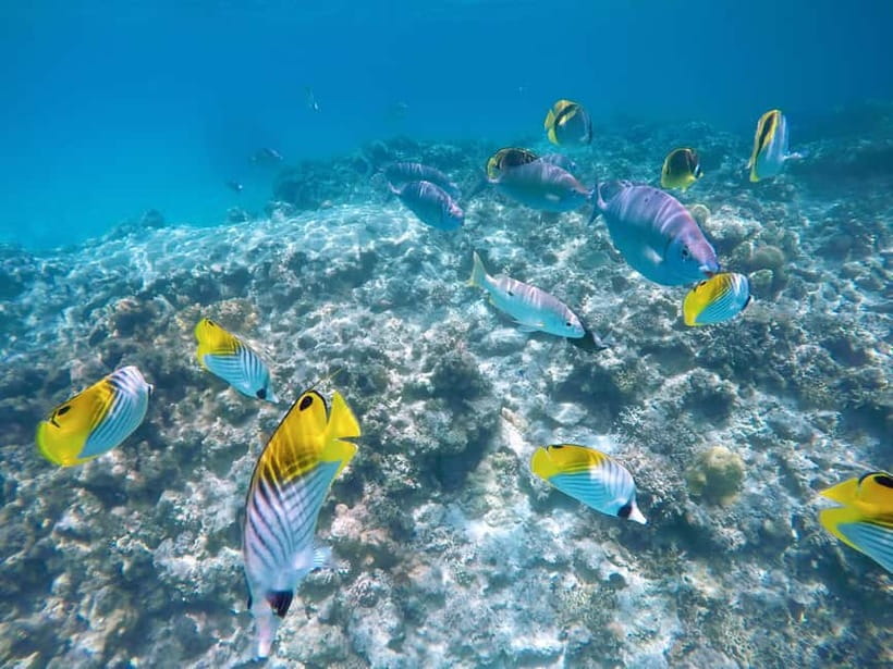 From Naha: Tokashiki Island Day Trip by Boat - Why this Tokashiki day trip works from Naha