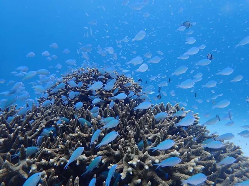 From Naha: Tokashiki Island Day Trip by Boat - Snorkeling with a chance of sea turtles