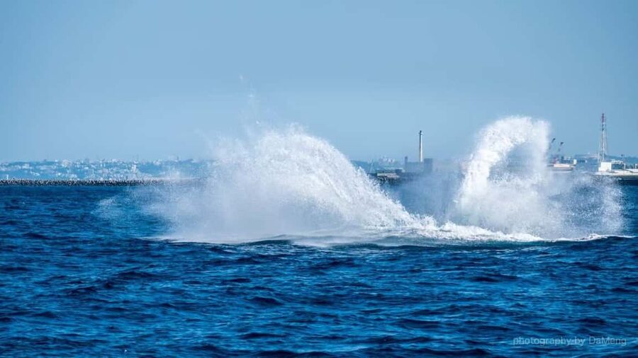 From Naha: Whale Watching with Pickup and English Guide - Why Okinawa is a whale-watching destination