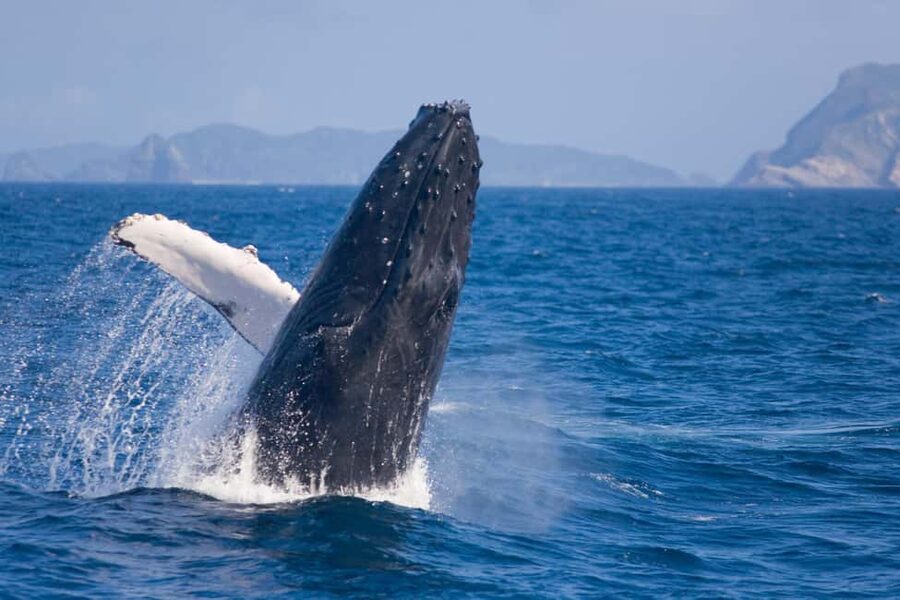 From Naha: Whale Watching with Pickup and English Guide - What the whale search is really like